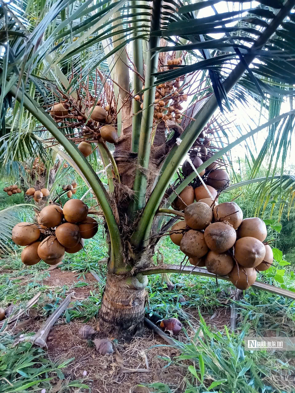 Nông dân vùng biên trồng dừa xiêm, thu hàng trăm triệu đồng mỗi năm- Ảnh 2.