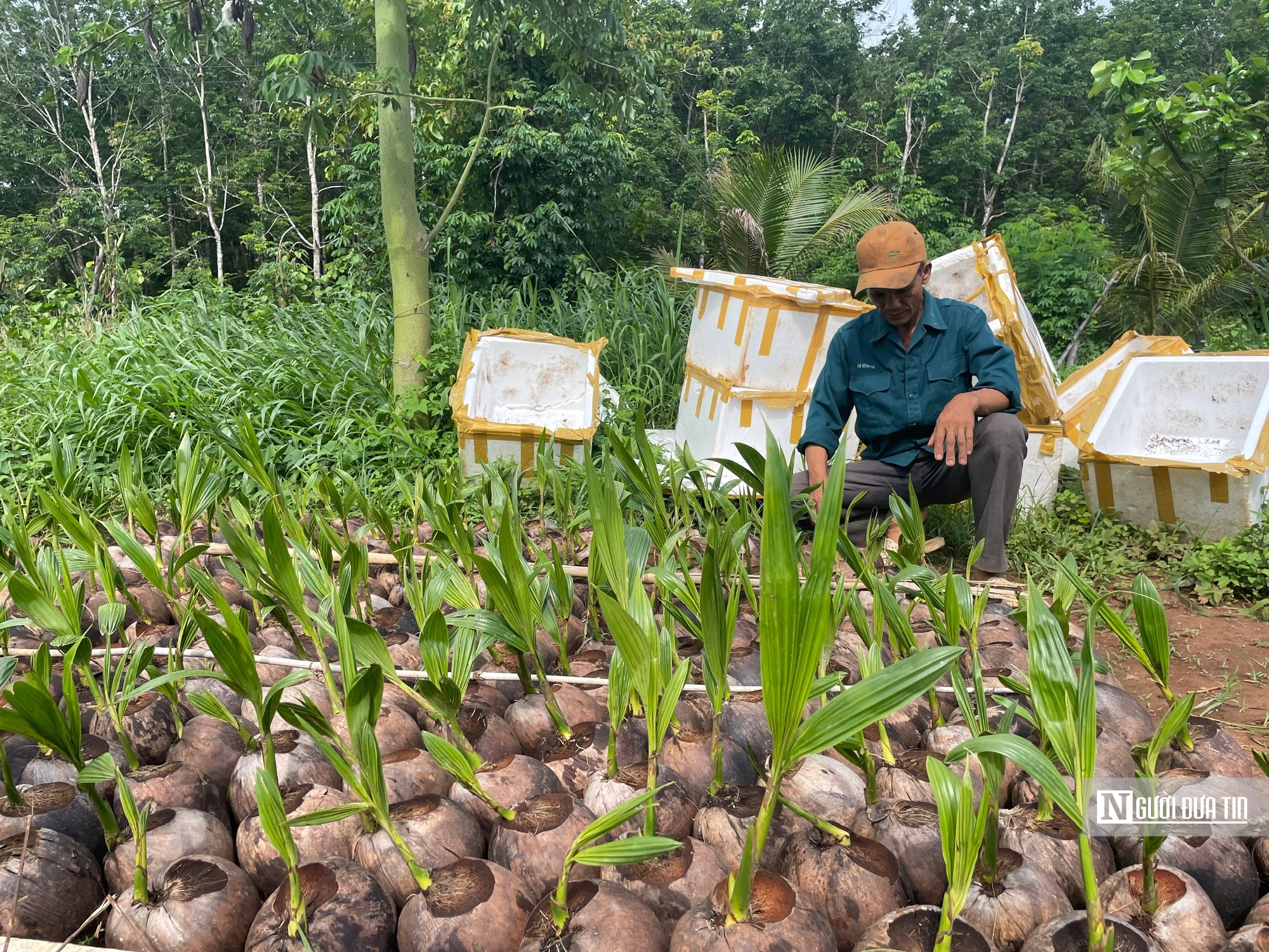 Nông dân vùng biên trồng dừa xiêm, thu hàng trăm triệu đồng mỗi năm- Ảnh 3.