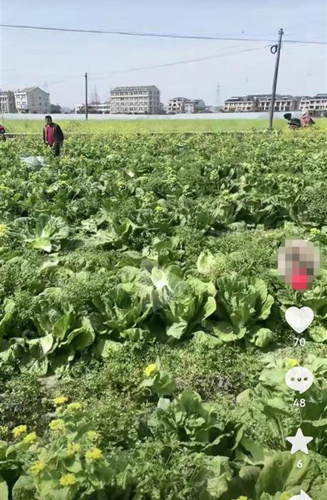 30 tấn bắp cải bị trộm trong 1 ngày: Nông dân bất ngờ trước thông tin sai lệch - Ảnh 2.