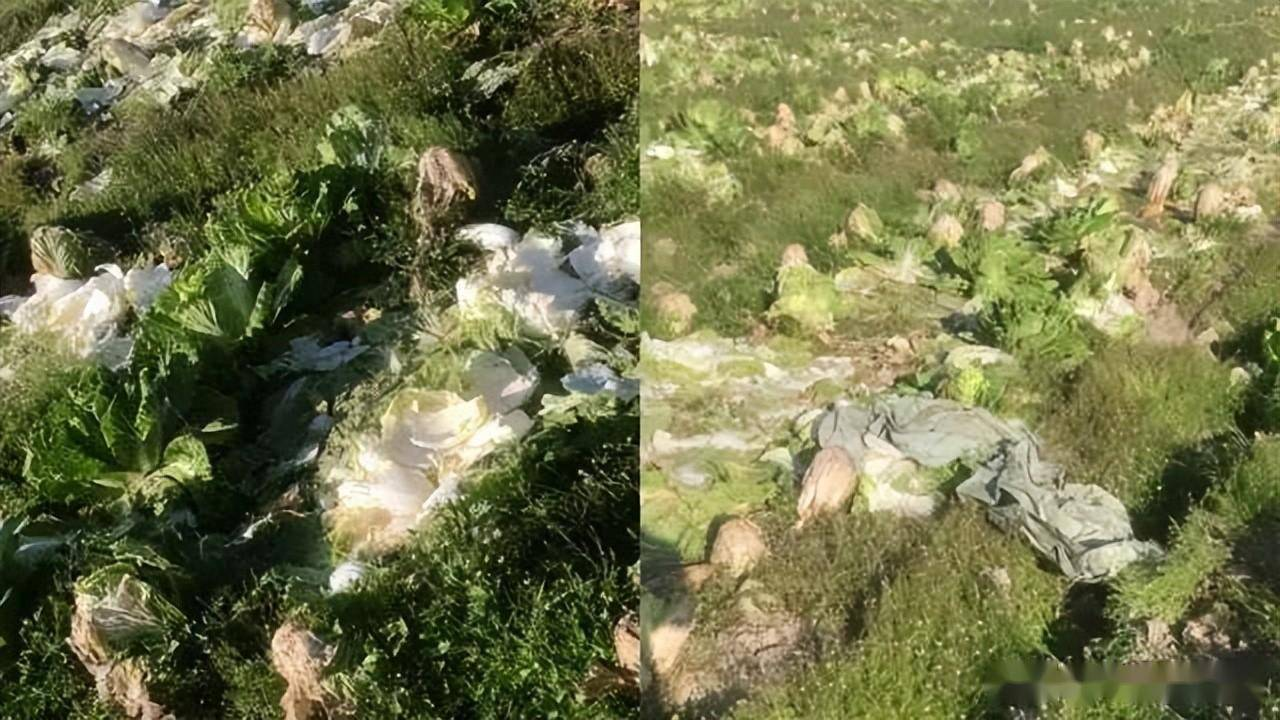 30 tấn bắp cải bị trộm trong 1 ngày: Nông dân bất ngờ trước thông tin sai lệch - Ảnh 1.