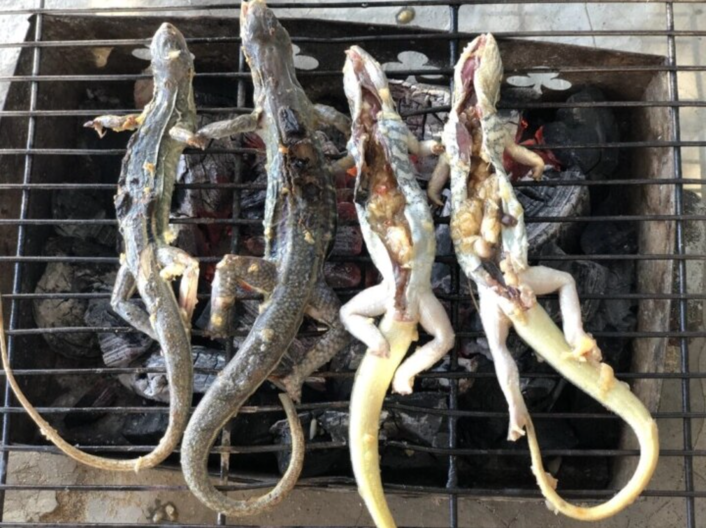 Món ăn độc đáo từ dông cát - vua sa mạc tại Bình Thuận - Ảnh 2.