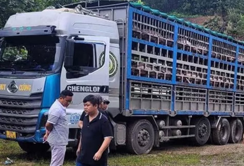 Xe tải chở 14 tấn heo dịch tả châu Phi bị phát hiện tại Phú Thọ - Ảnh 1. Xe tải chở 14 tấn heo dịch tả châu Phi bị phát hiện tại Phú Thọ - Ảnh 1.