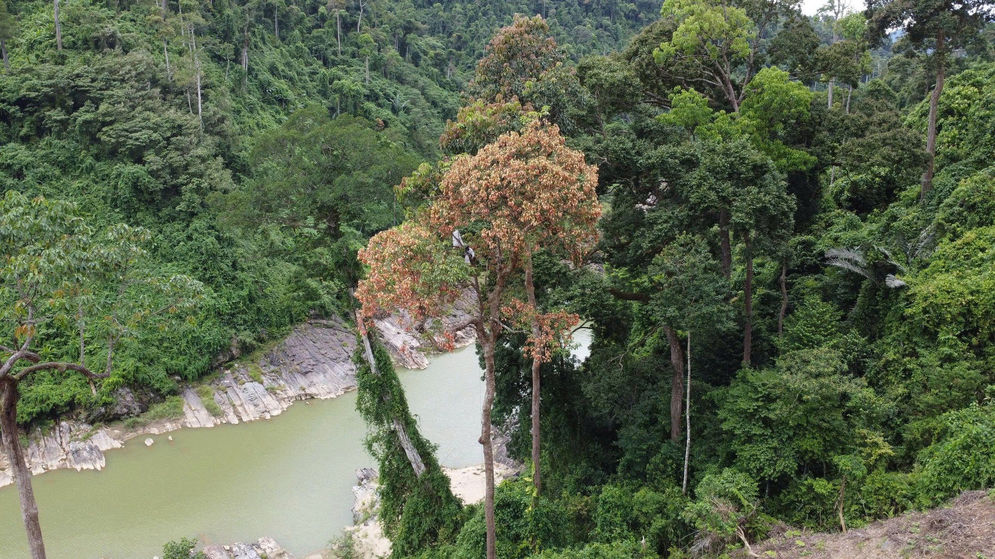 Hàng ngàn người ở Đà Nẵng đổ xô nhặt quả ươi bay , thu tiền triệu mỗi ngày - Ảnh 5. Hàng ngàn người ở Đà Nẵng đổ xô nhặt quả ươi bay , thu tiền triệu mỗi ngày - Ảnh 5.