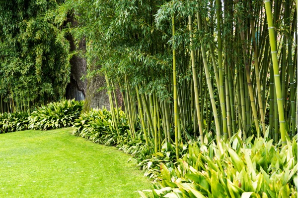 Ông bà dặn không trồng tre trước cửa: Lý do phong thủy không thể bỏ qua - Ảnh 3.