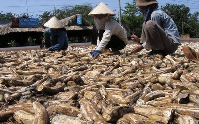 'Vựa lúa dưới lòng đất' của Việt Nam được Nhật Bản mạnh tay mua hàng nghìn tấn: Xuất khẩu tăng khủng hơn 1.000%, Trung Quốc rốt ráo săn lùng - Ảnh 1.