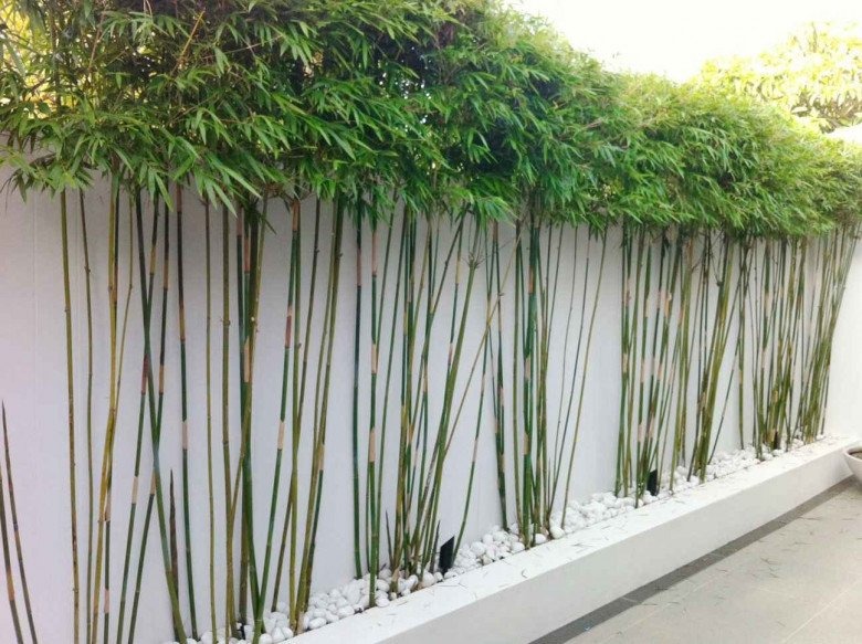 Ông bà dặn không trồng tre trước cửa: Lý do phong thủy không thể bỏ qua - Ảnh 2.