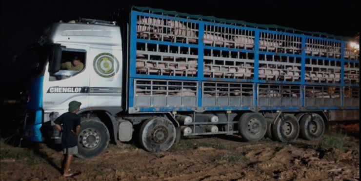 Kiểm tra đột xuất một xe tải, lập tức tiêu huỷ hàng trăm con lợn ngay trong đêm- Ảnh 3.