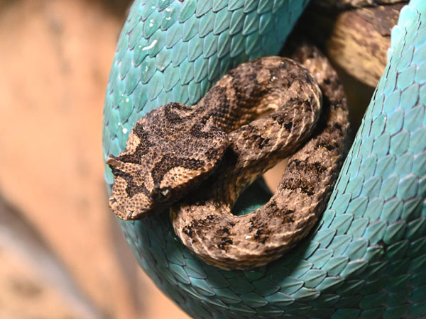 Loài rắn có sừng chỉ có ở Việt Nam: "Mất tích" nhiều thập kỷ, khiến giới khoa học quốc tế đổ về tìm kiếm - Ảnh 4.