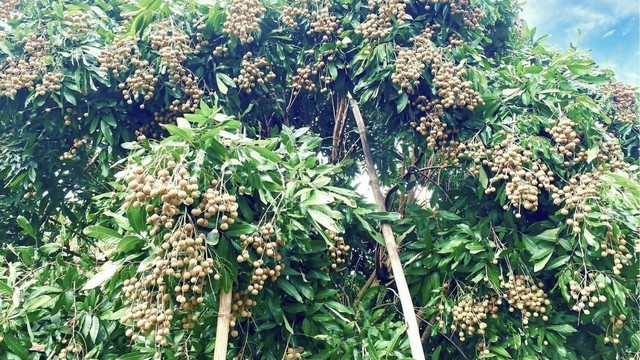 Không chỉ ở Hưng Yên Việt Nam, 'quả tiến vua' có vụ mùa bội thu tại Thái Lan, sản lượng khủng hơn 1 triệu tấn có nguy cơ cần 'giải cứu' - Ảnh 1. Không chỉ ở Hưng Yên Việt Nam, 'quả tiến vua' có vụ mùa bội thu tại Thái Lan, sản lượng khủng hơn 1 triệu tấn có nguy cơ cần 'giải cứu' - Ảnh 1.