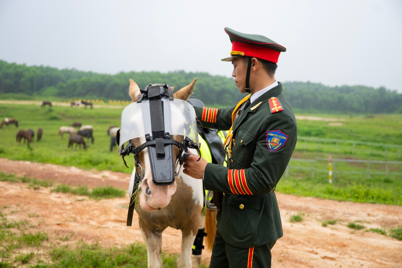 Những hình ảnh mới nhất của chú ngựa nổi tiếng Út Ngáo trong buổi diễu binh - Ảnh 7. Những hình ảnh mới nhất của chú ngựa nổi tiếng Út Ngáo trong buổi diễu binh - Ảnh 7.
