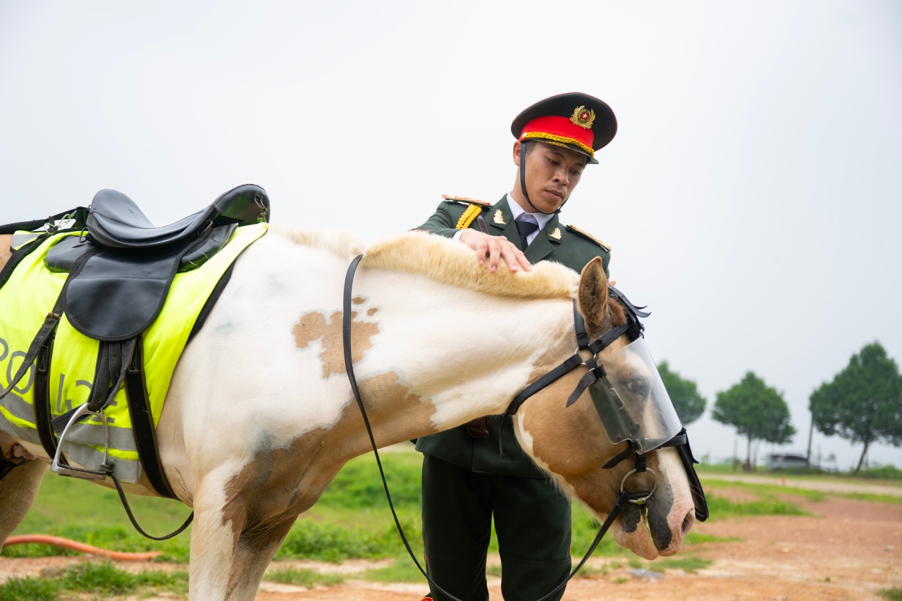 Những hình ảnh mới nhất của chú ngựa nổi tiếng Út Ngáo trong buổi diễu binh - Ảnh 8. Những hình ảnh mới nhất của chú ngựa nổi tiếng Út Ngáo trong buổi diễu binh - Ảnh 8.