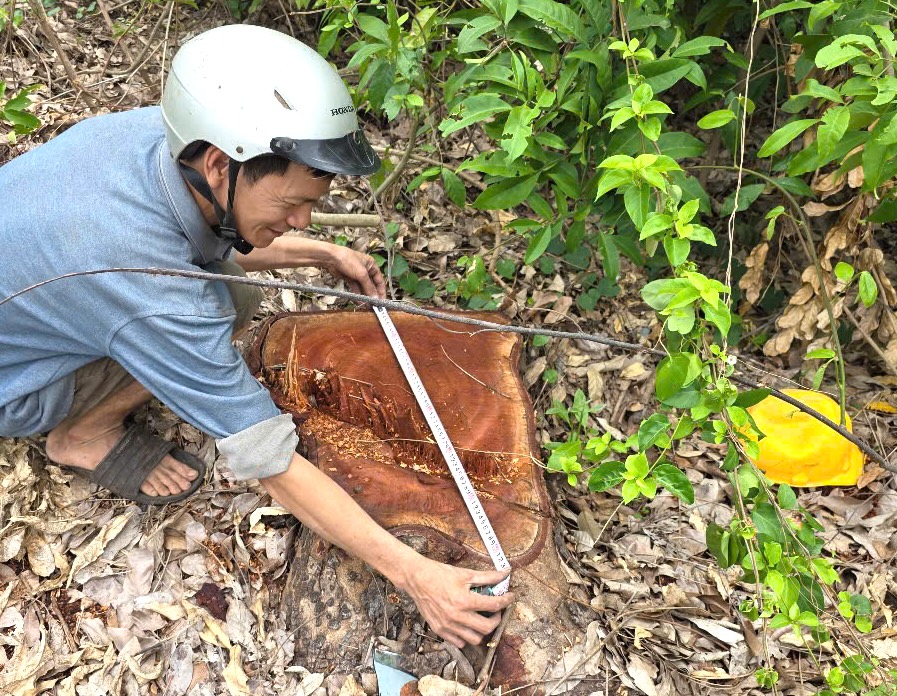 Vụ cưa bán cây gỗ lớn tại phường Cheo Reo trước sáp nhập gây bức xúc - Ảnh 1.