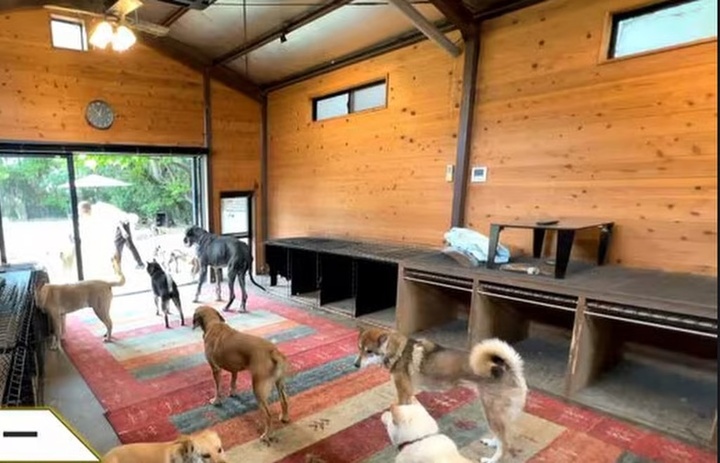 Người đàn ông bán xe Ferrari để cứu những chú chó bị ngược đãi - Ảnh 4.