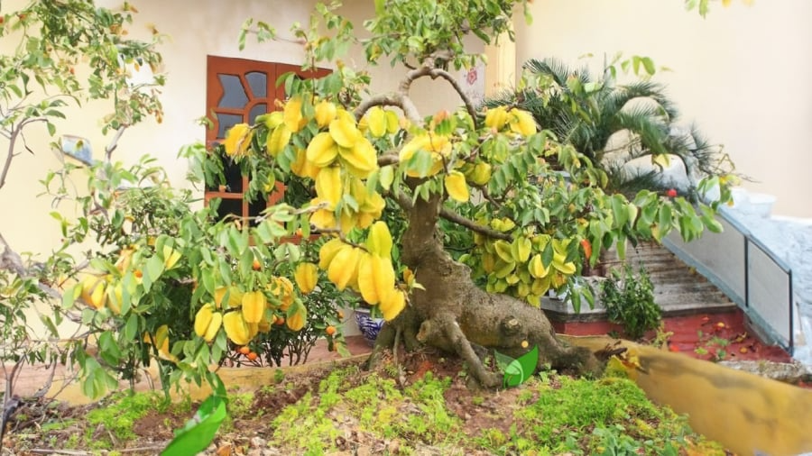 Trồng cây khế trước cửa giúp gia đình thịnh vượng và an lành - Ảnh 3. Trồng cây khế trước cửa giúp gia đình thịnh vượng và an lành - Ảnh 3.