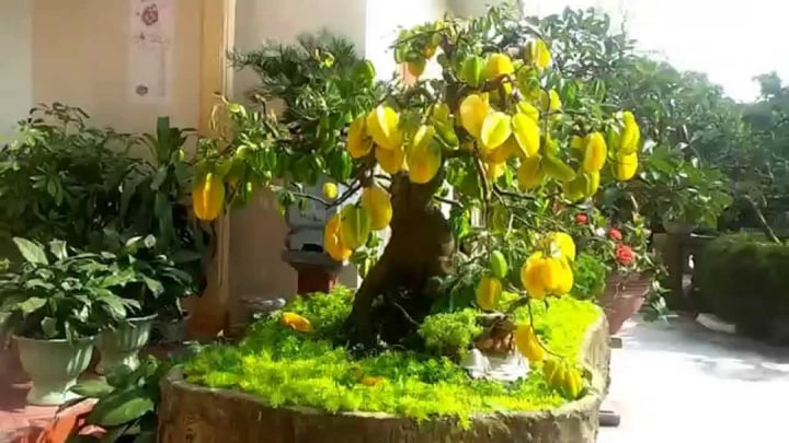 Trồng cây khế trước cửa giúp gia đình thịnh vượng và an lành - Ảnh 2. Trồng cây khế trước cửa giúp gia đình thịnh vượng và an lành - Ảnh 2.
