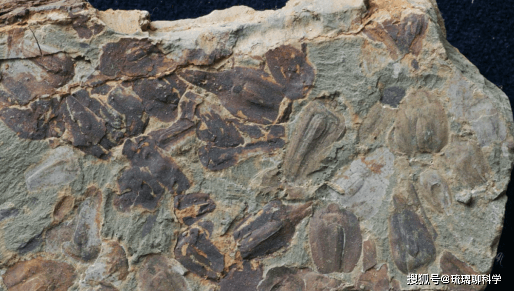 Tr&aacute;i Đất từng trải qua 'ng&agrave;y tận thế' 252 triệu năm trước, khiến 90% sự sống bị x&oacute;a sổ!- Ảnh 1.