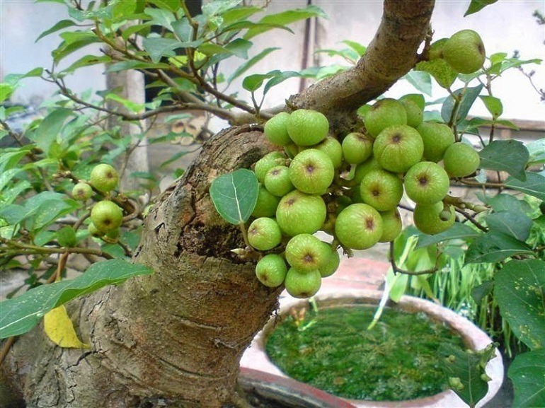 Cây sung trồng trước cổng hay sau nhà: Hướng dẫn phong thủy chi tiết - Ảnh 1.
