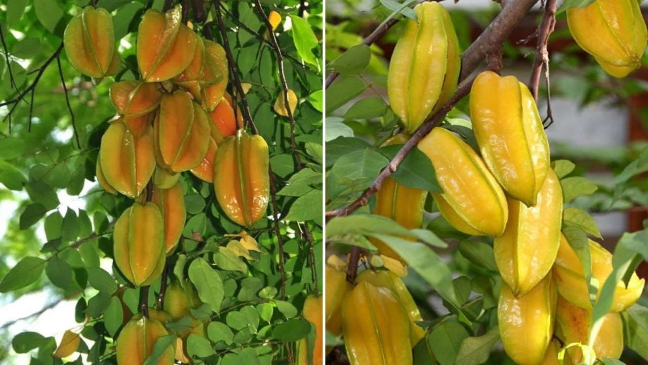 Trồng cây khế trước cửa giúp gia đình thịnh vượng và an lành - Ảnh 1. Trồng cây khế trước cửa giúp gia đình thịnh vượng và an lành - Ảnh 1.