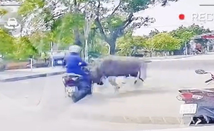 Vụ trâu sổng chuồng húc người đi đường ở thanh hóa gây hoảng loạn - Ảnh 1.