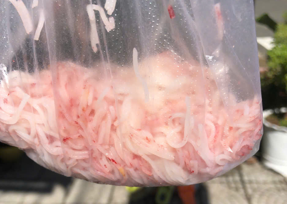 - Ảnh 1. - Ảnh 1.