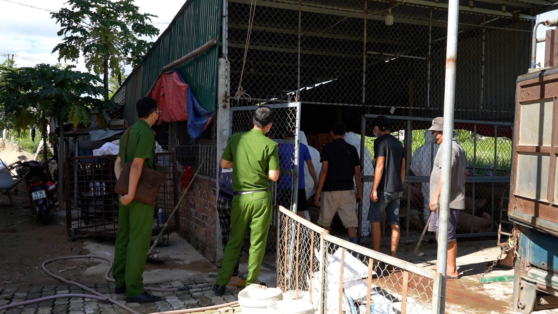 Phát hiện cơ sở thu gom heo chết vì bệnh dịch ở Quảng Ngãi chuẩn bị đưa vào miền Nam tiêu thụ- Ảnh 2. Phát hiện cơ sở thu gom heo chết vì bệnh dịch ở Quảng Ngãi chuẩn bị đưa vào miền Nam tiêu thụ- Ảnh 2.