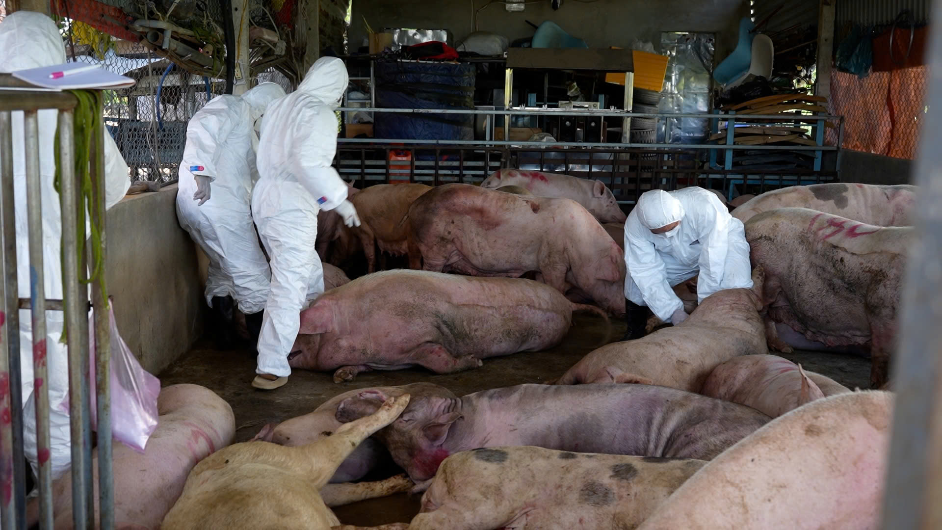 Phát hiện cơ sở thu gom heo chết vì bệnh dịch ở Quảng Ngãi chuẩn bị đưa vào miền Nam tiêu thụ- Ảnh 1. Phát hiện cơ sở thu gom heo chết vì bệnh dịch ở Quảng Ngãi chuẩn bị đưa vào miền Nam tiêu thụ- Ảnh 1.