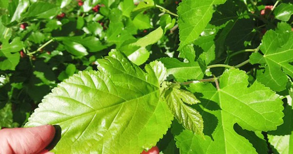 Trung Quốc tìm ra liệu pháp chữa ung thư giá rẻ bằng cách tiêm trực tiếp - Ảnh 3.