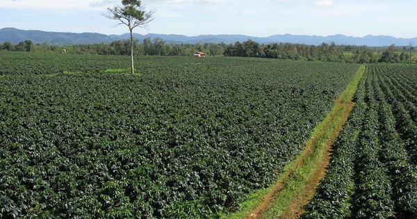 Việt Nam đang là chủ lực tại "thủ phủ" mặt hàng kiếm hàng trăm triệu đô la của Campuchia - Ảnh 3.