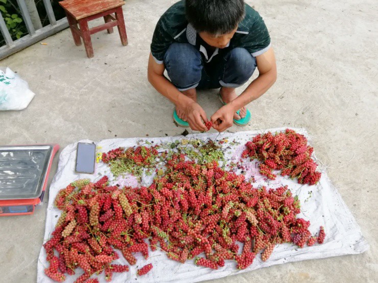  - Ảnh 6.