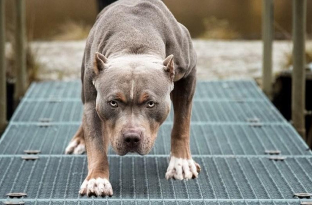 Người phụ nữ bị chó Pitbull cắn biến dạng khuôn mặt giữa phố Liverpool - Ảnh 3.