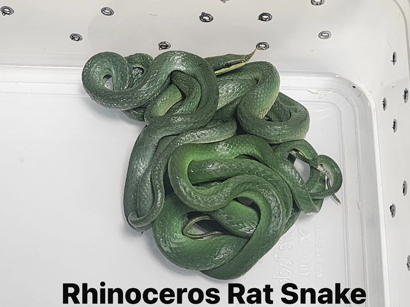 H&agrave;nh kh&aacute;ch bị bắt giữ v&igrave; mang 16 con rắn sống l&ecirc;n m&aacute;y bay  - Ảnh 1.