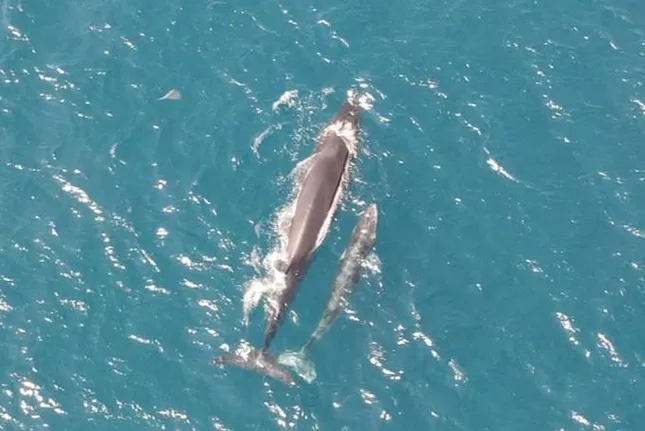 Cá voi Bryde xuất hiện liên tục ở biển Gia Lai khiến người Việt vui mừng - Ảnh 2.