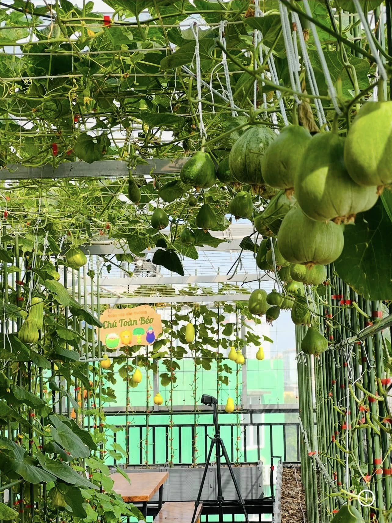 Gửi rau thay lời cảm ơn: &Ocirc;ng bố H&agrave; Nội biến s&acirc;n thượng th&agrave;nh vườn, tặng n&ocirc;ng sản cho người ủng hộ thiện nguyện- Ảnh 9.