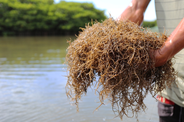 Món đặc sản mát lành ngày hè mang cái tên độc lạ ở Quảng Ngãi, nhiều người xem "Gia đình HAHA" mới biết- Ảnh 1.