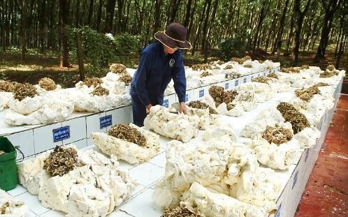 Vượt Trung Quốc, Hàn Quốc, hơn 300 nghìn tấn “vàng trắng” từ Campuchia ồ ạt vào Việt Nam