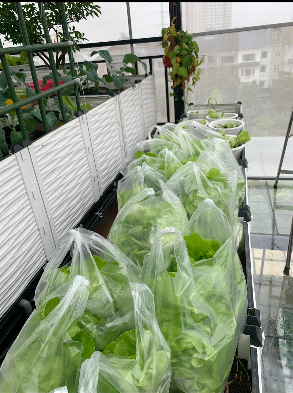 Gửi rau thay lời cảm ơn: &Ocirc;ng bố H&agrave; Nội biến s&acirc;n thượng th&agrave;nh vườn, tặng n&ocirc;ng sản cho người ủng hộ thiện nguyện- Ảnh 18.