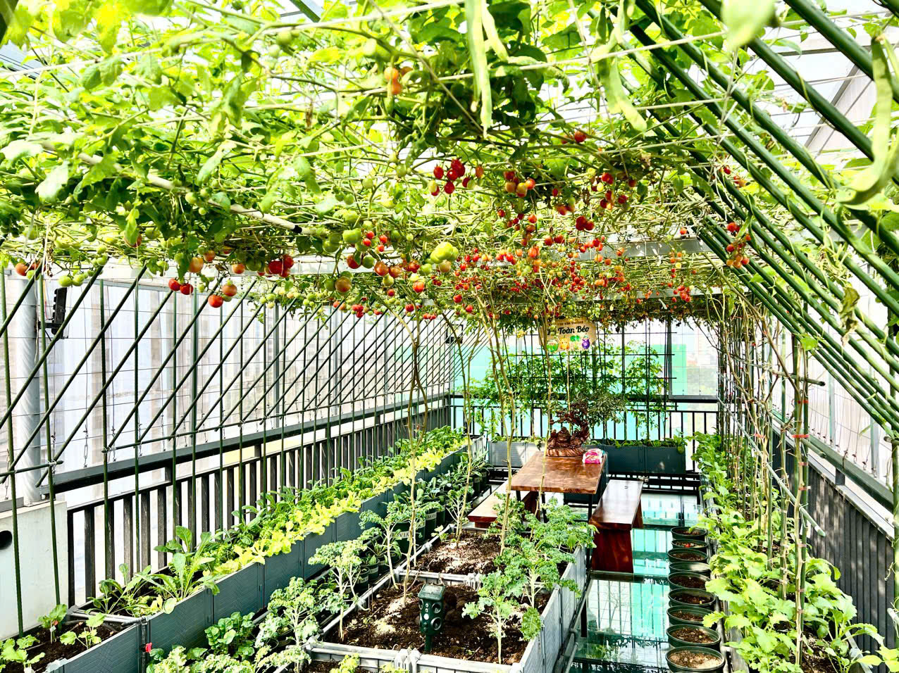 Gửi rau thay lời cảm ơn: &Ocirc;ng bố H&agrave; Nội biến s&acirc;n thượng th&agrave;nh vườn, tặng n&ocirc;ng sản cho người ủng hộ thiện nguyện- Ảnh 7.