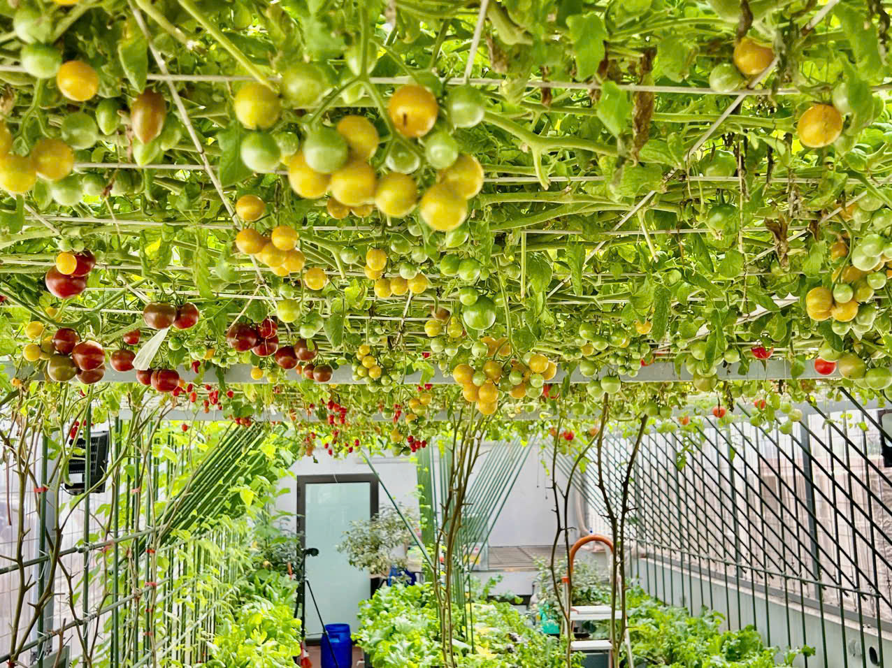 Gửi rau thay lời cảm ơn: &Ocirc;ng bố H&agrave; Nội biến s&acirc;n thượng th&agrave;nh vườn, tặng n&ocirc;ng sản cho người ủng hộ thiện nguyện- Ảnh 3.