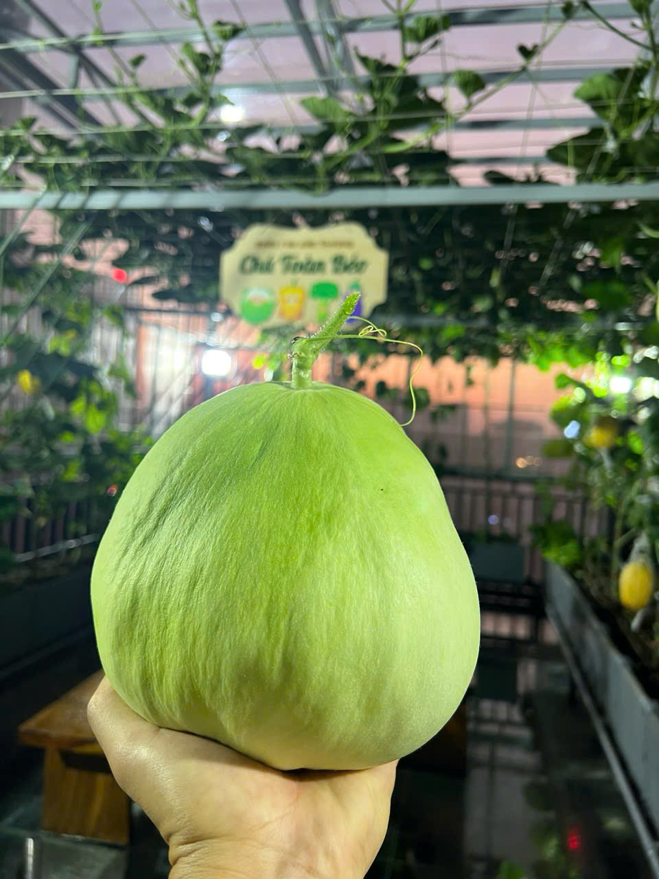 Gửi rau thay lời cảm ơn: &Ocirc;ng bố H&agrave; Nội biến s&acirc;n thượng th&agrave;nh vườn, tặng n&ocirc;ng sản cho người ủng hộ thiện nguyện- Ảnh 17.