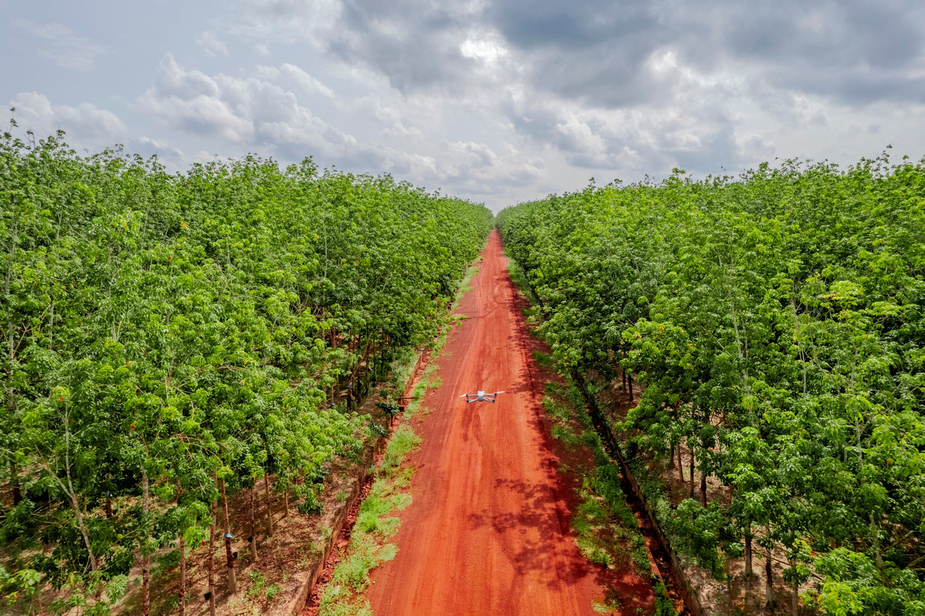 Cao su Chư S&ecirc; - Kampong Thom v&agrave; cuộc chuyển m&igrave;nh mạnh mẽ - Ảnh 2.