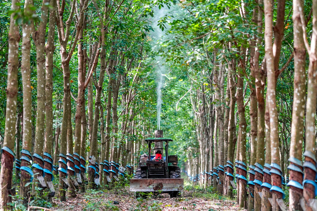 Cao su Chư S&ecirc; - Kampong Thom v&agrave; cuộc chuyển m&igrave;nh mạnh mẽ - Ảnh 11.