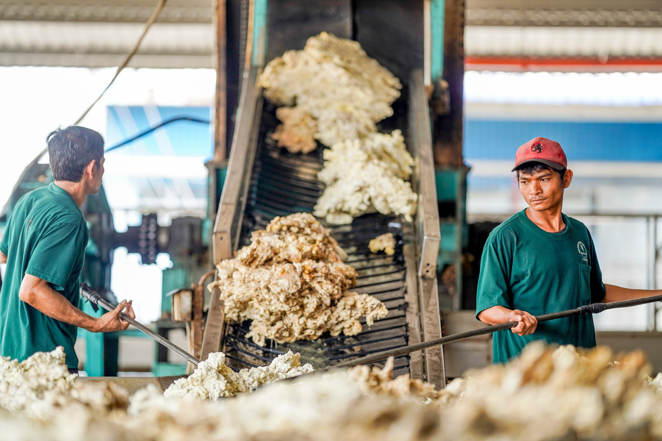 Cao su Chư S&ecirc; - Kampong Thom v&agrave; cuộc chuyển m&igrave;nh mạnh mẽ - Ảnh 12.