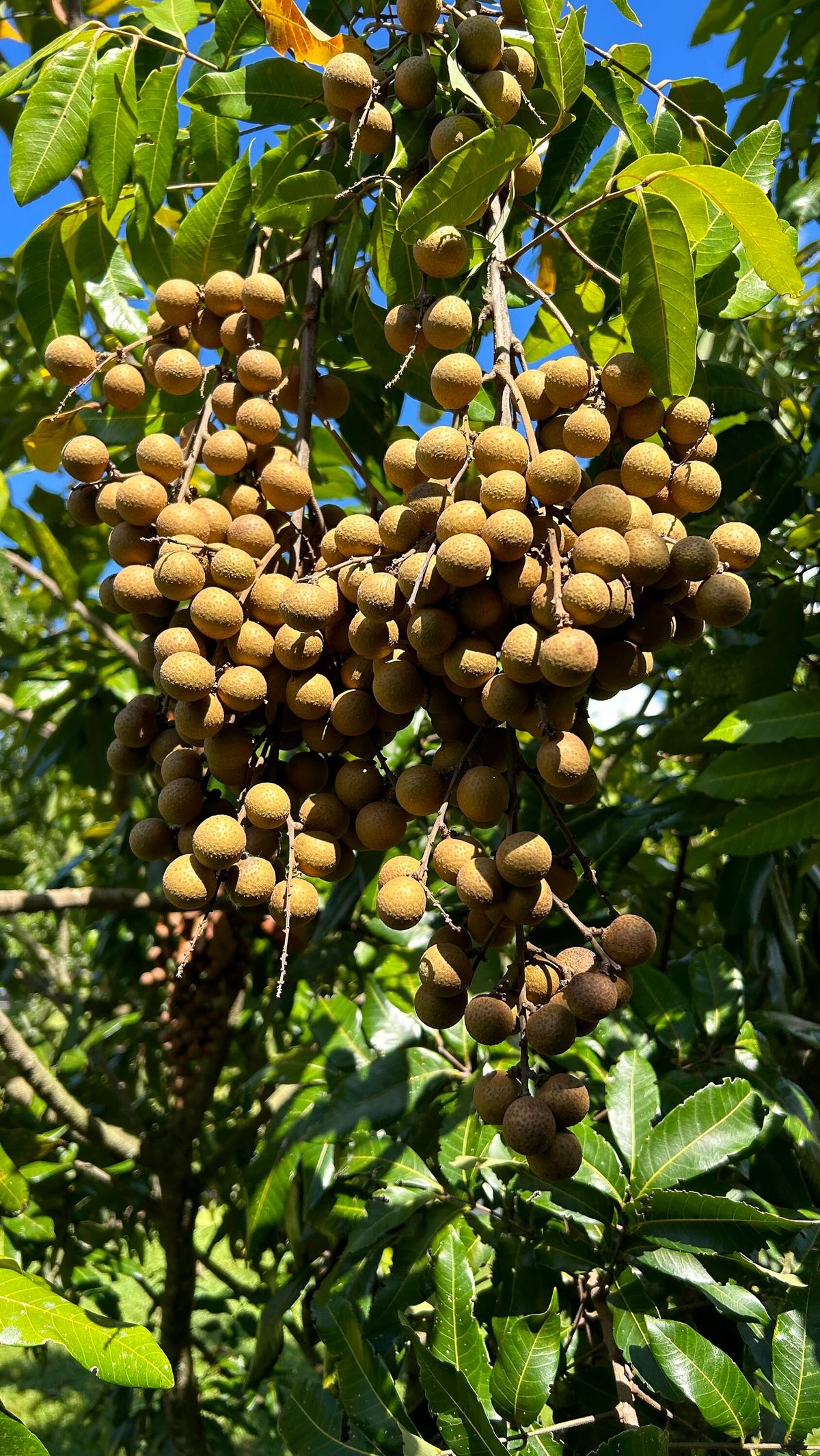 Trồng cây phong thủy giúp gia đình hạnh phúc và tài lộc dồi dào - Ảnh 5.