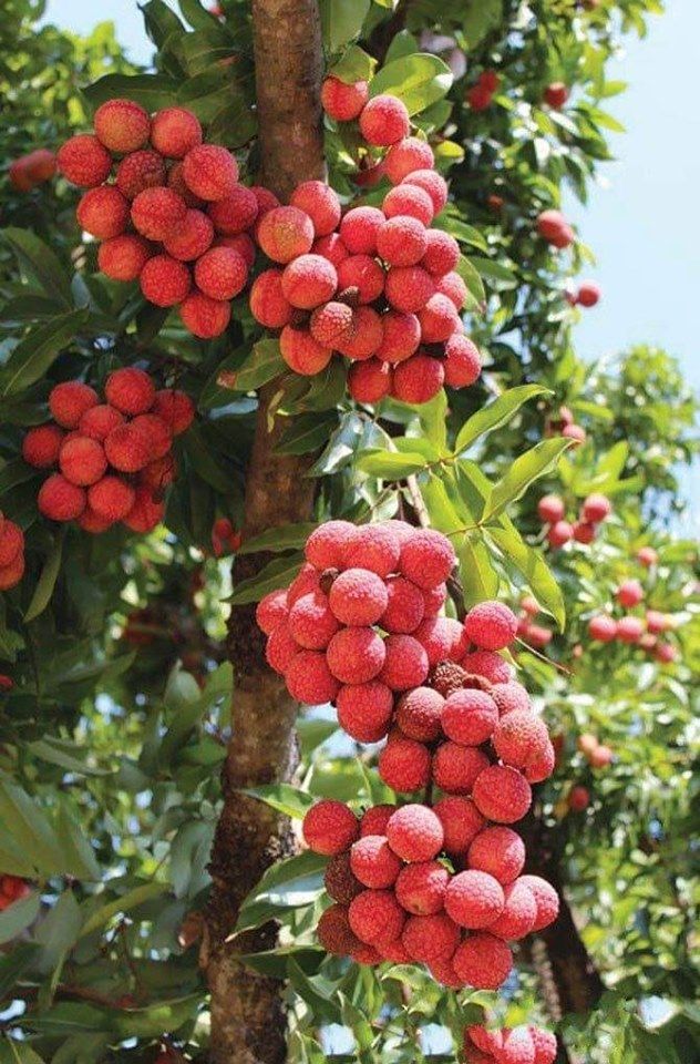 Trồng cây phong thủy giúp gia đình hạnh phúc và tài lộc dồi dào - Ảnh 4.