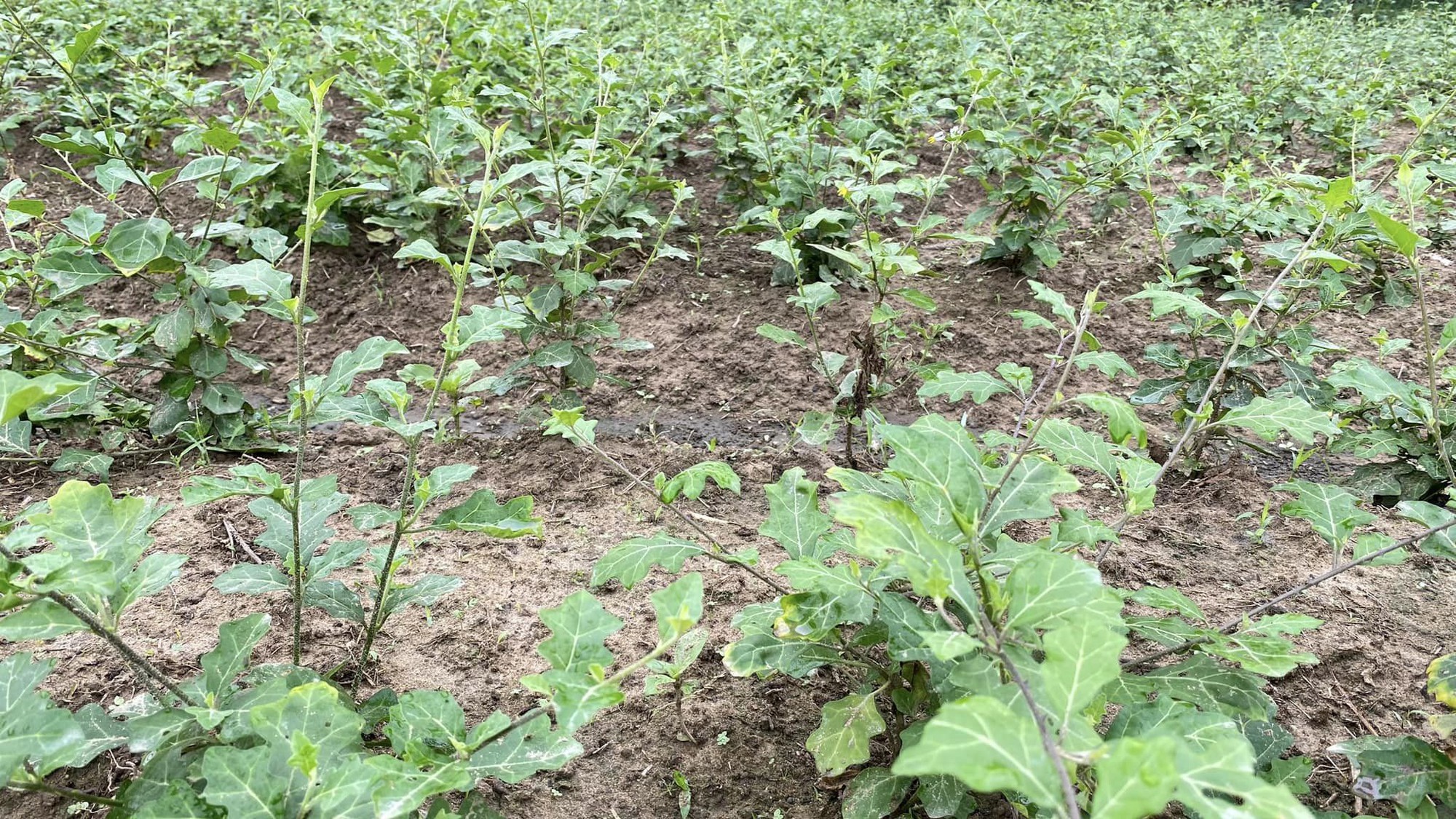 Thấy con dâu có biểu hiện lạ, bố chồng đổi cách xét nghiệm ADN vào "phút chót": Sự thật được sáng tỏ - Ảnh 2.