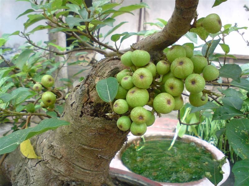 Trồng cây phong thủy giúp gia đình hạnh phúc và tài lộc dồi dào - Ảnh 3.