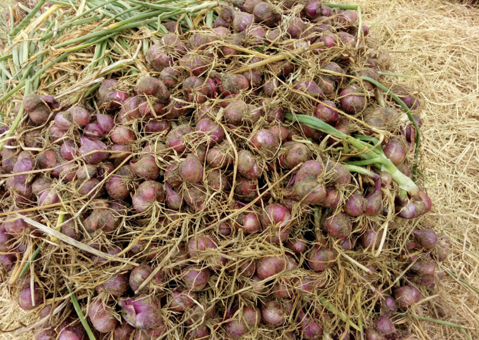 Cần Thơ bác bỏ Thông tin hơn 1 . 000 Người mù do trồng hành tím ở Vĩnh Châu - Ảnh 2.