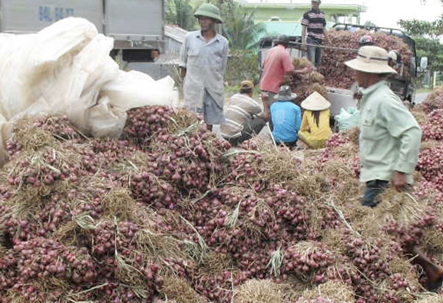 Cần Thơ bác bỏ Thông tin hơn 1 . 000 Người mù do trồng hành tím ở Vĩnh Châu - Ảnh 3.