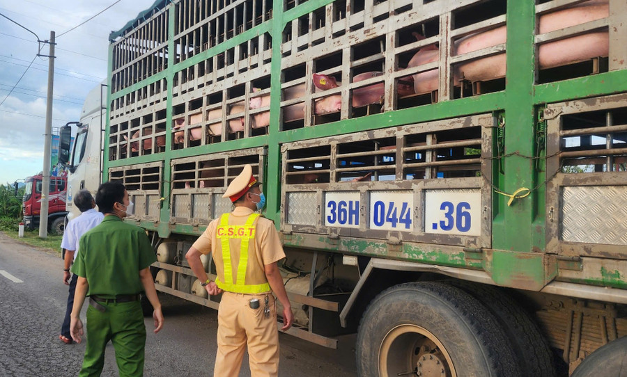 Phát hiện xe tải chở heo nghi nhiễm dịch tả heo châu Phi tại xã Tuy Phước - Ảnh 1. Phát hiện xe tải chở heo nghi nhiễm dịch tả heo châu Phi tại xã Tuy Phước - Ảnh 1.