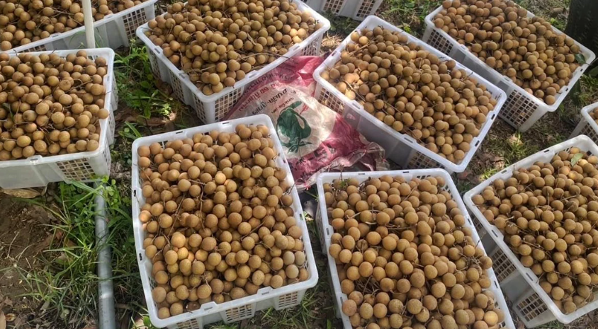 Không phải sầu riêng, một loại quả đang khiến nông dân Thái Lan rơi vào cảnh ‘sầu’: Sản lượng tăng mạnh khiến giá giảm, Chính phủ chi 1 tỷ baht để giải cứu - Ảnh 1.